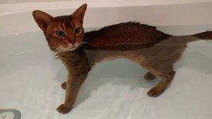 АБИССИНСКАЯ КОШКА. ВСЕ О ПОРОДЕ. ИНТЕРЕСНЫЕ ФАКТЫ