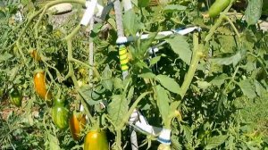 Томат Зелёная сосиска. Урожайная экзотика!