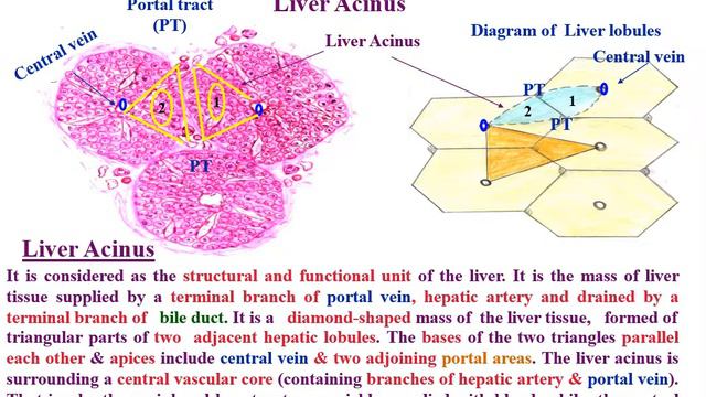 Lectures of Liver structure and function смотреть онлайн