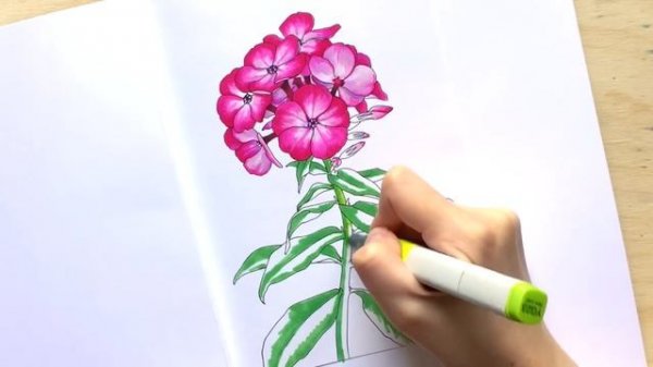 Copic markers speed drawing #5 / Рисую маркерами Copic красивый цветок