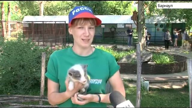 Песцы родились в барнаульском зоопарке смотреть онлайн