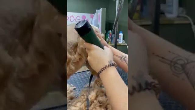 Cocker Spaniel Clip by Lauren Emily Dog Grooming - Masterclip Cordless MD Roamer Dog Clipper & 7F смотреть онлайн