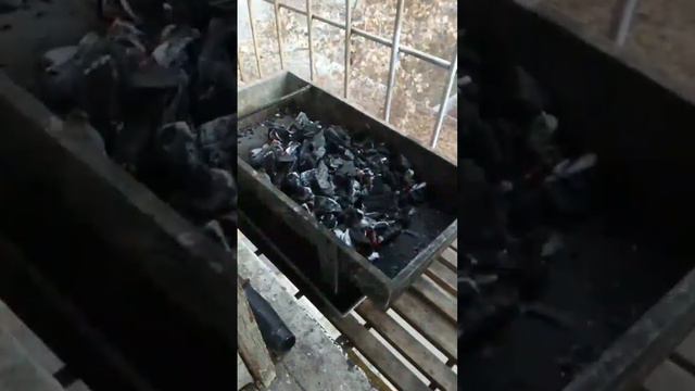 Шашлык классический из свиной корейки (Арм.) + Хоровац (запечённые на углях овощи) смотреть онлайн