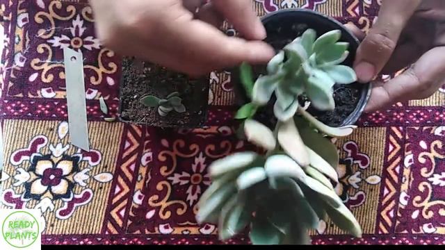 2 Ways to Grow Echeveria смотреть онлайн