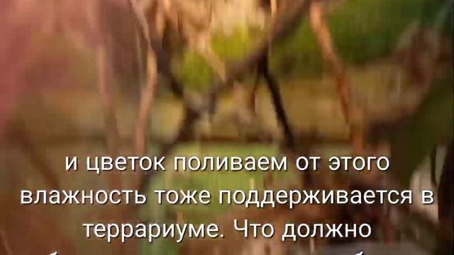 Террариум для Хамелеона: как устроен смотреть онлайн