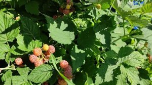 МАЛИНА Желтый Кумберленд. Желтая черная малина ))