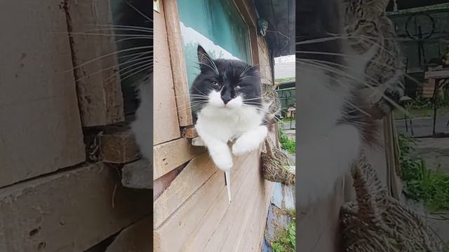 В дождливую погоду все котики вялые приходится им сидеть на подоконниках #кот #кошки #животные смотреть онлайн