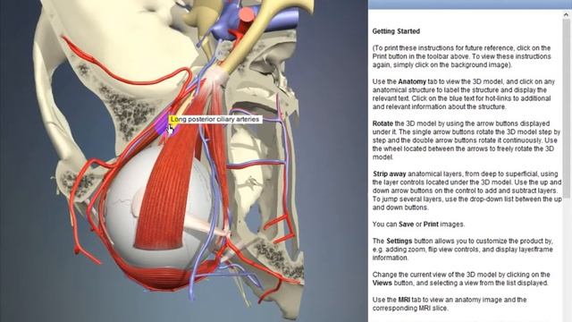 Long posterior ciliary arteries | Arteries of head and neck | 3D Human Anatomy | Organs смотреть онлайн