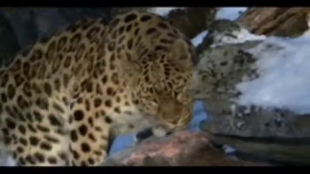 Amur Leopard - the rarest cat on earth, Rate My Science смотреть онлайн