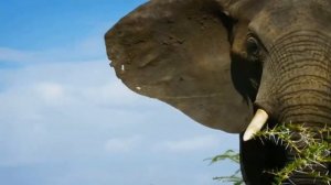 Львиный прайд атакует слона. Стадо слона. Лев против слона. Тактика охоты львов.