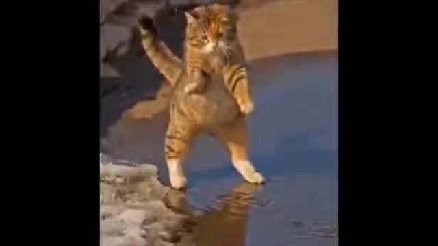 Приколы с животными ! Лучшее ! ЛУЧШИЕ ПРИКОЛЫ С КОТАМИ,СОБАКАМИ #77 Смешные Животные 2014 Funny fai смотреть онлайн