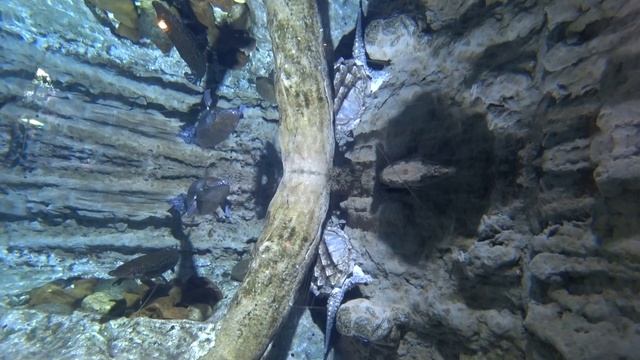 ДУБАЙ 2020 / Аквариум в Дубай Молл / Пингвины в аквариуме смотреть онлайн