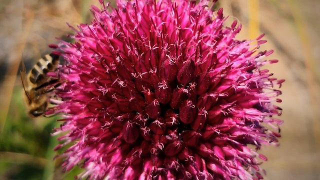 Engel001 , Wunderschöne Allium Sphaerocephalon Kugelköpfiger Lauch 2023 .