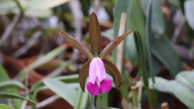 Cattleya dormaniana смотреть онлайн