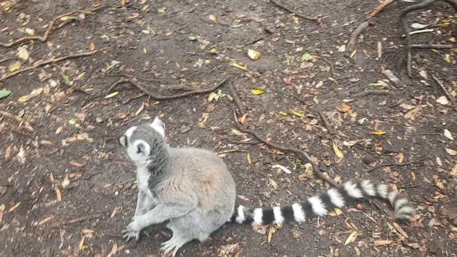 Путешествие по ЮАР 2019