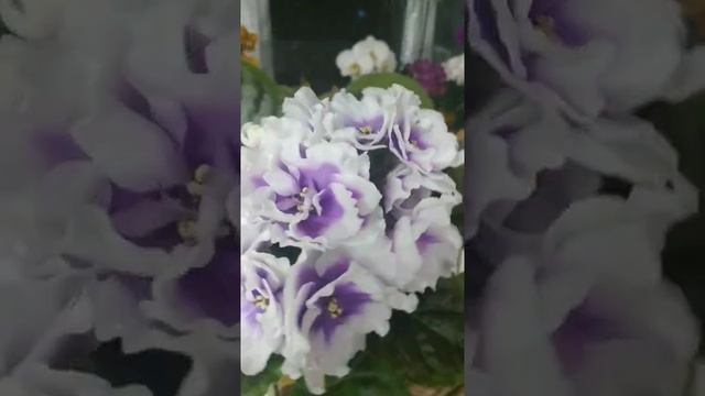 #фиалка ПТ Лариса смотреть онлайн