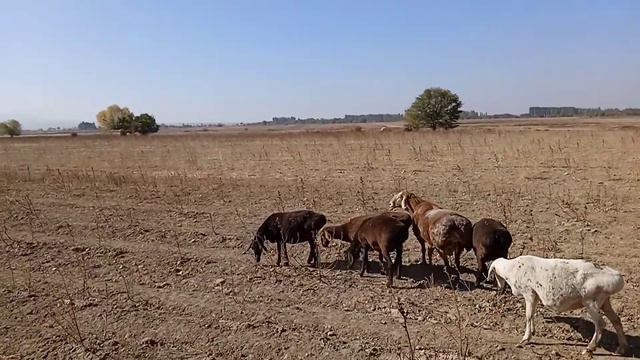 гон кочкора смотреть онлайн