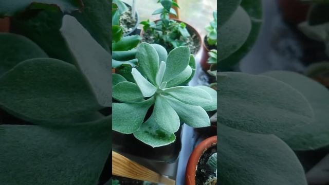 Крестовник Медлей-Вудда | Godson Medley-Wood #суккуленты #succulents #крестовник #суккулент смотреть онлайн
