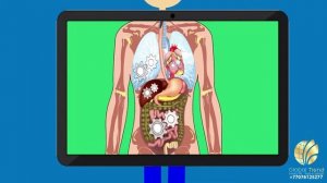 Анатомия человека. Анатомо функциональное строение человека.