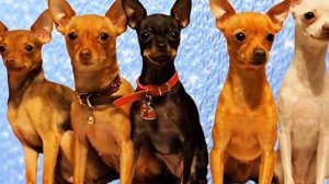 Все о породе "Русский той-терьер". Советы. Той- терьер.