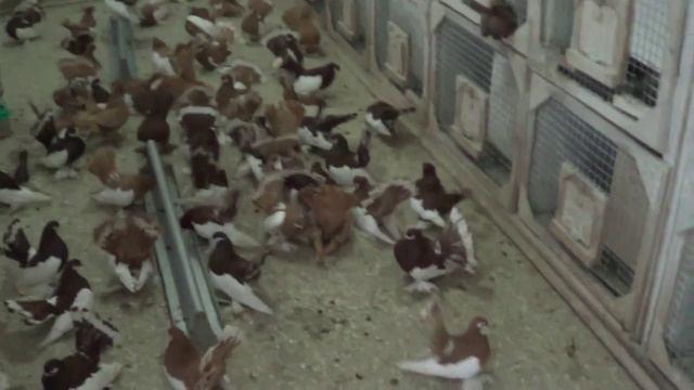 Вольеры для гонных и статных голубей смотреть онлайн