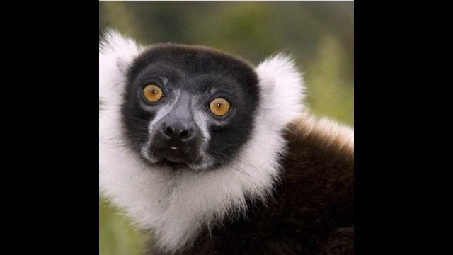 Сколько живут лемуры? смотреть онлайн