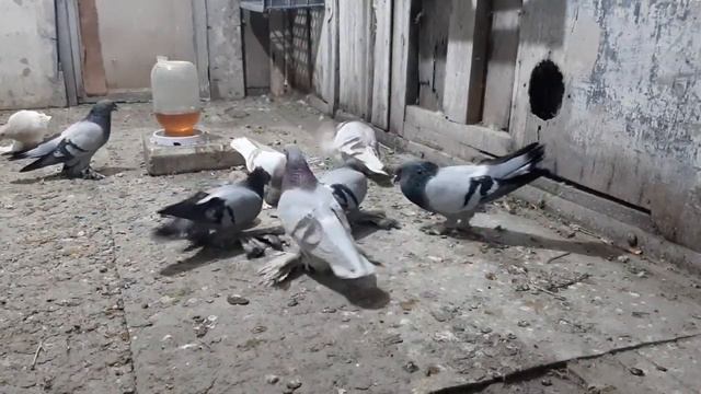 Бойные буйные голуби, в прямом смысле. смотреть онлайн