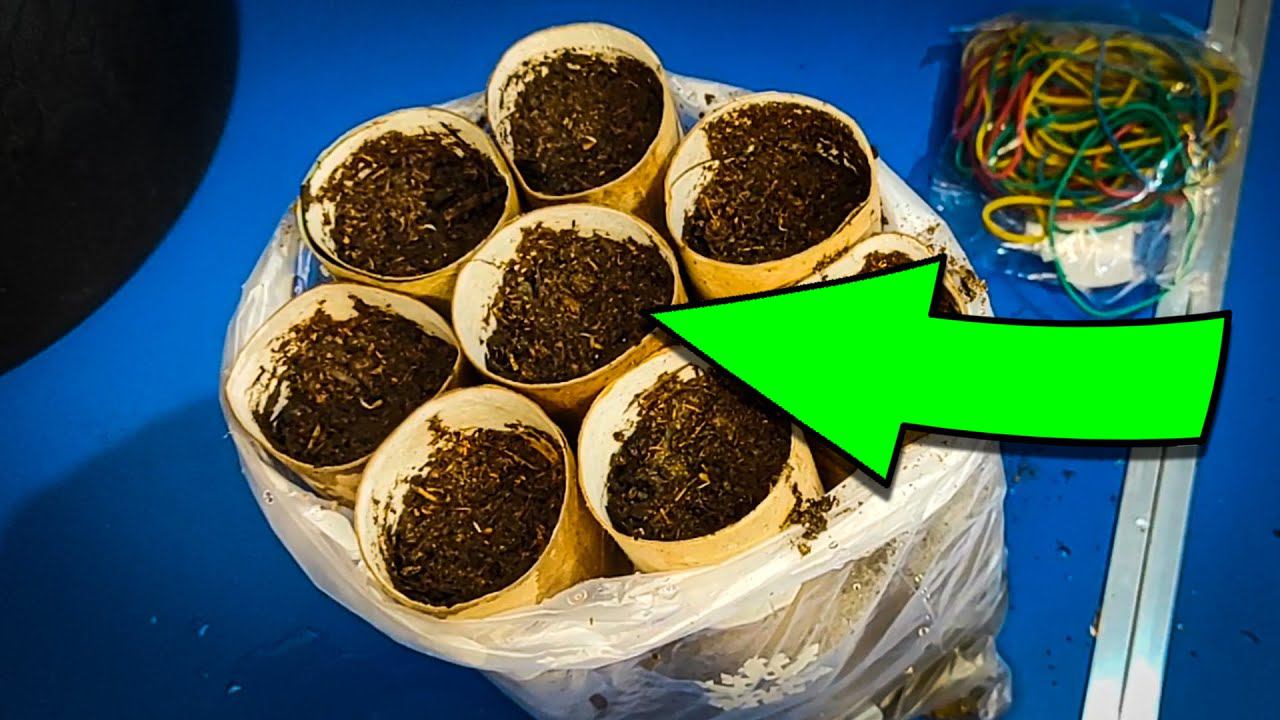 Тубусы от туалетной бумаги больше не выбрасываю! Выращиваю морковь на подоконнике смотреть онлайн