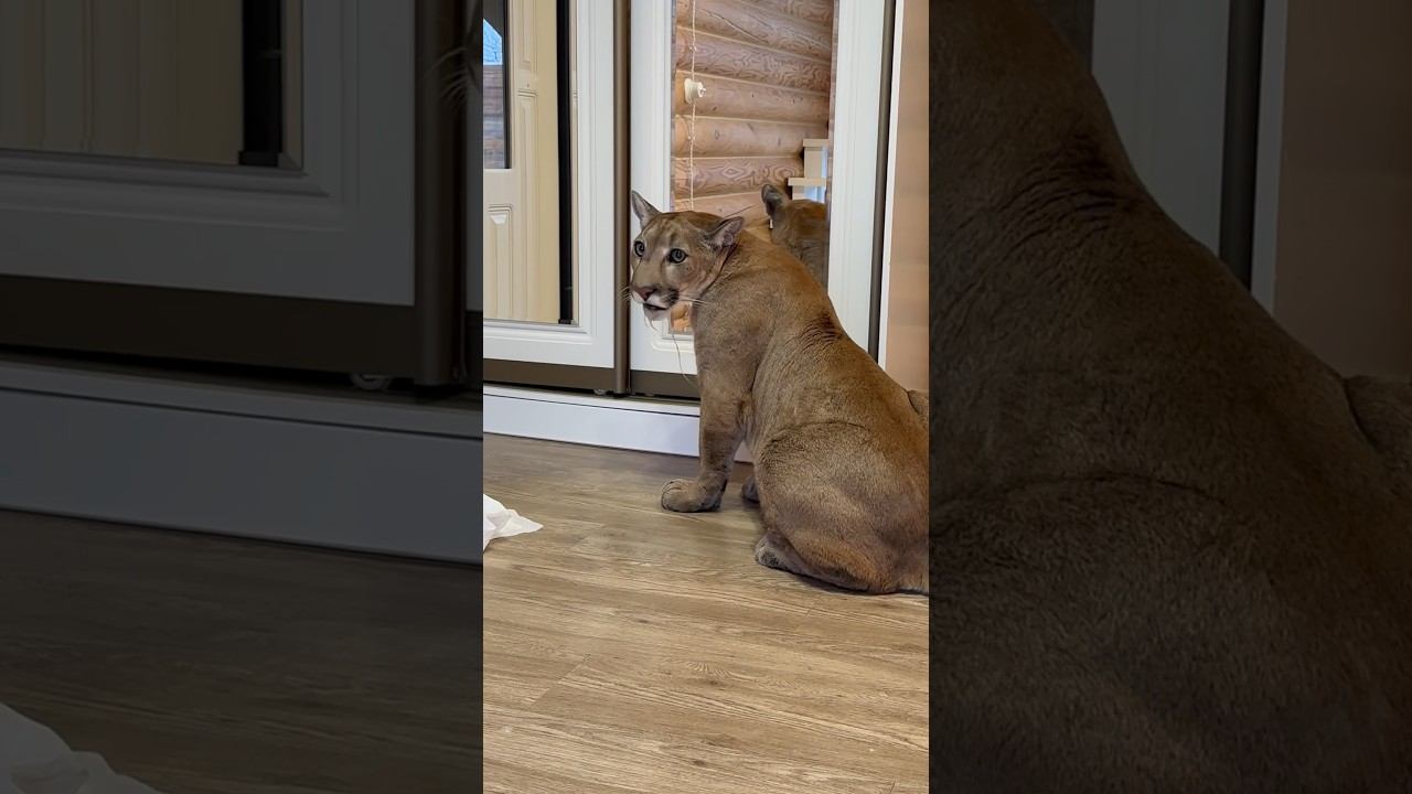 Месси приходит в себя после наркоза смотреть онлайн