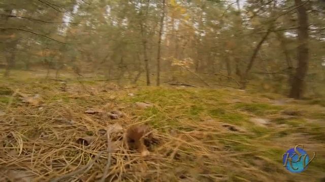 В ЛЕСУ ПОЛНО ГРИБОВ!!! A lot of Mushrooms in the Woods Собираем польский гриб и грузди. смотреть онлайн