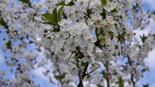 Оркестр Поля Мориа  - Love Story - Paul Mauria. Композитор Франсис Лэ.  Весна в Україні.