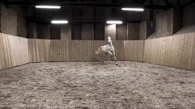 CORNET DE LUX (Approved holst. stallion) Cornet Obolensky x Contender x Cor de la Bryere x Rigolett смотреть онлайн