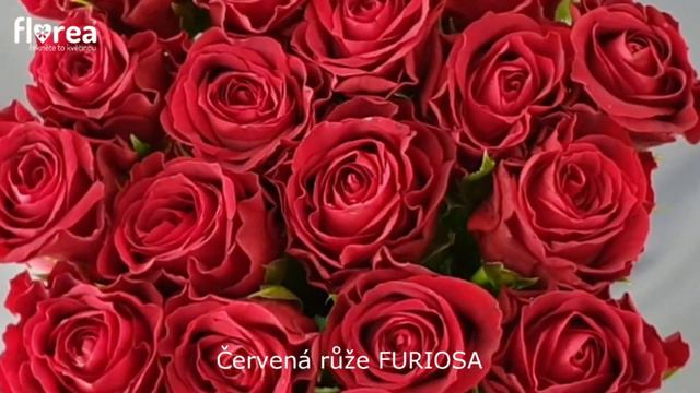 Červená růže FURIOSA - Florea.cz смотреть онлайн
