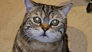 МОЕМУ КОТУ ИСПОЛНИЛОСЬ 7 ЛЕТ!