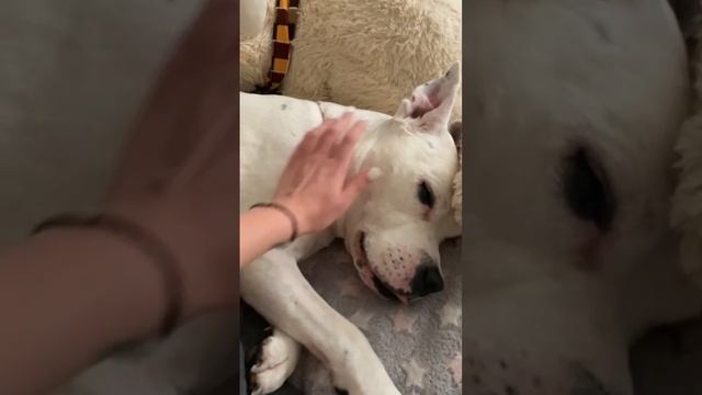 Не отказывайтесь от особенных собак и кошек?? #глухаясобака #стаффордрокки #стаффорд #собака смотреть онлайн