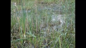 Андрей Лохматов и его Подсадные утки