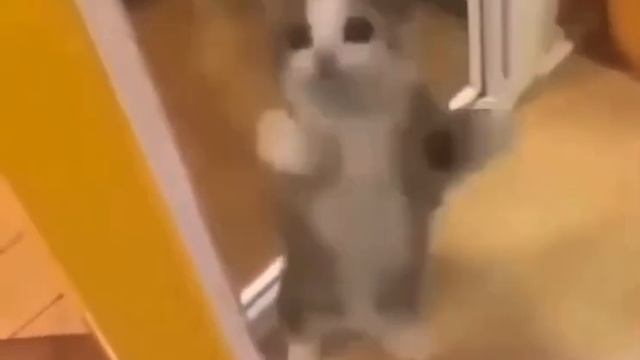 A Cat dancing to The Ketchup Song(Aserejé) смотреть онлайн
