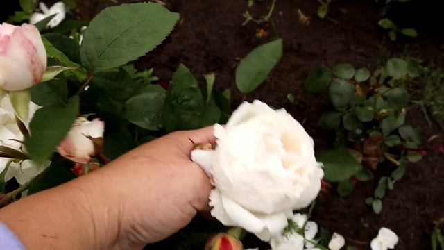 Winchester Cathedral Rose - A magnificent variety, bearing large, many petalled rosette blooms. смотреть онлайн