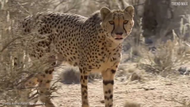 The Most DANGEROUS BIG CATS In The World смотреть онлайн