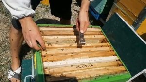 Первая качка подсолнуха  после изоляции матки и без...