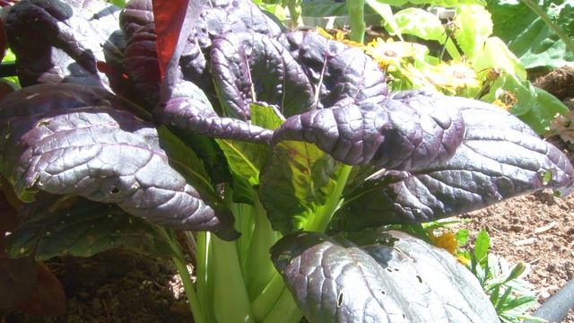 Karla's Garden in June смотреть онлайн