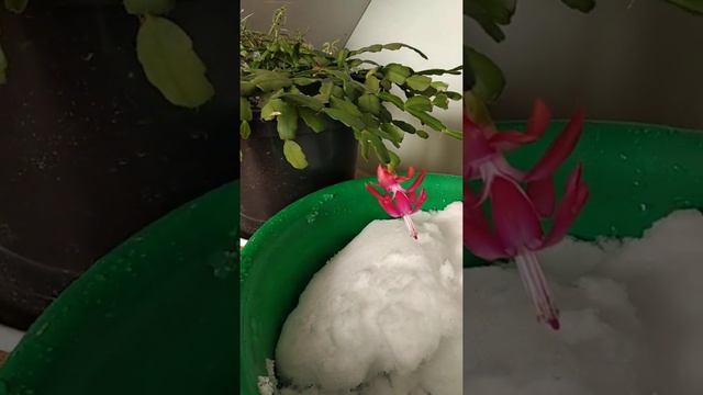 подарок мне.?не ужели. смотреть онлайн