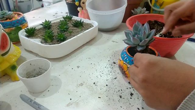 Plantas Rapidas Echeveria Colorata смотреть онлайн