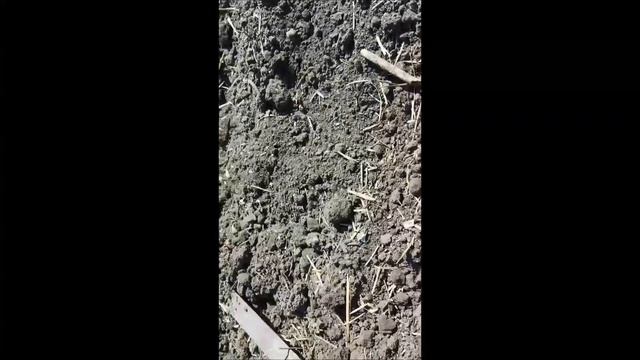 Подготовка почвы к посадке свёклы смотреть онлайн