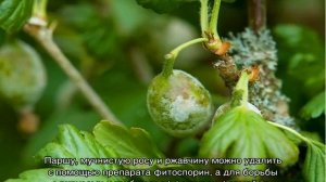 Чем обработать крыжовник весной, летом с ягодами