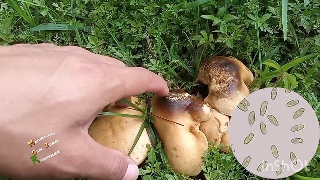 Suillus Granulatus