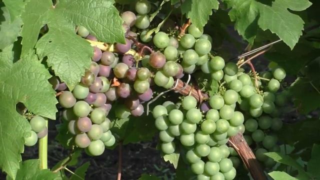 Сростинские гибриды винограда 2020 смотреть онлайн