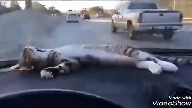 цицк дукх ше откинуться дин са до1ш смотреть онлайн