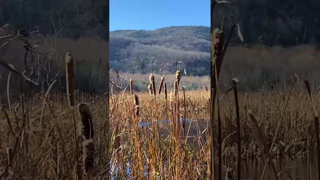 Trickling pond looking up at Cadillac Mountain in Acadia National Park. | Maine, U.S.A. смотреть онлайн