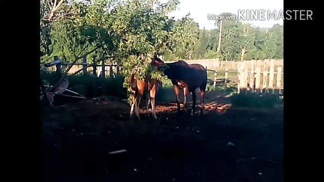 Конкур,или тренировка на лошади!Отряд самоубийц.Отмель.Тайная жизнь домашних животных.тренировка смотреть онлайн